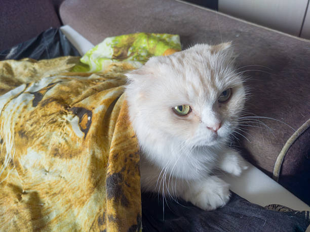 Cute fluffy white scottish fold cat with folded ears lying under yellow patterned blanket and staring with green eyes
