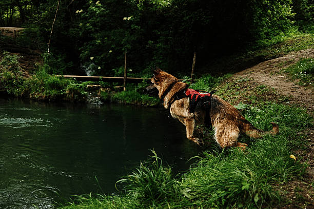 Bernese mountain dog is running along the edge of the shore of the water on a spring day. It and the trees are reflecting in the water.