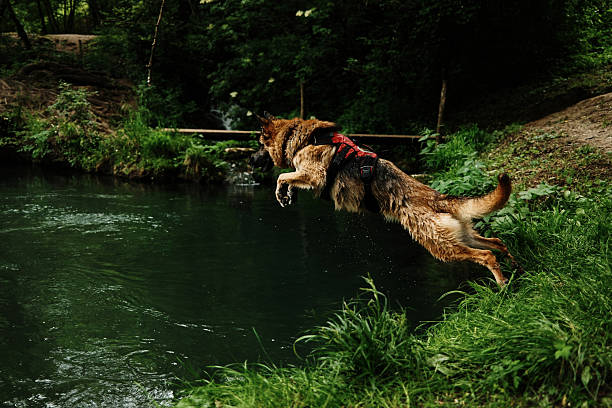 istock German Shepherd mid-air, leaping dramatically into the river with a red harness, showcasing energy and joy in nature. Dog enjoys swimming in a mountain river. Portrait of a pet on the side in motion. 2230428165