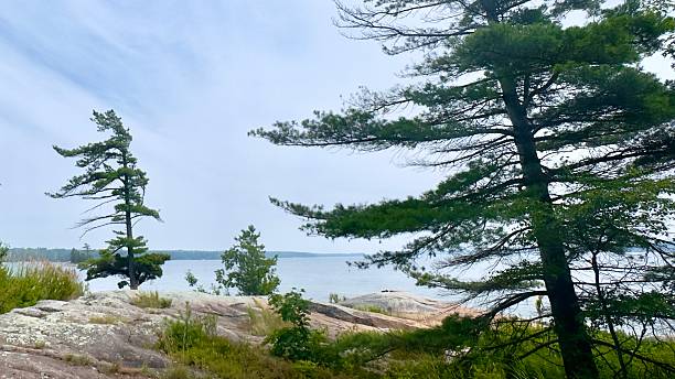 istock Georgian bay Pines 2230429096