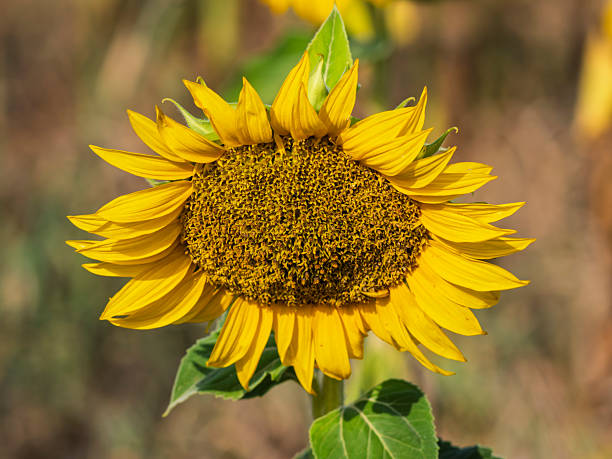 Field of sunflowers