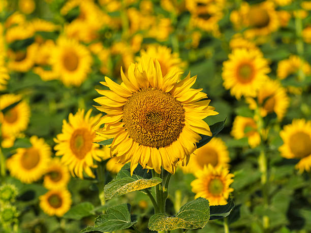 Field of sunflowers