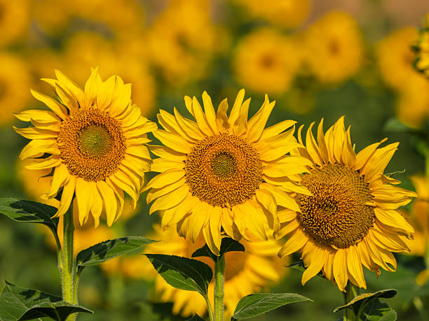 Field of sunflowers