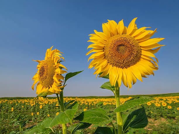 Field of sunflowers