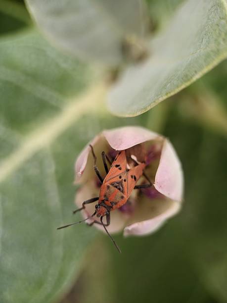 istock Box Bug, Gonocerus acuteangulatus on flower 2230433593
