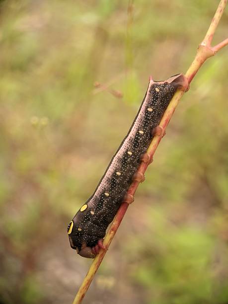 istock caterpillar of the Silver-striped Hawk-moth (Hippotion celerio) 2230433760