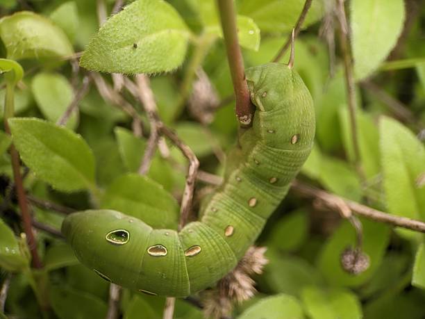istock caterpillar of the Silver-striped Hawk-moth (Hippotion celerio) 2230433772