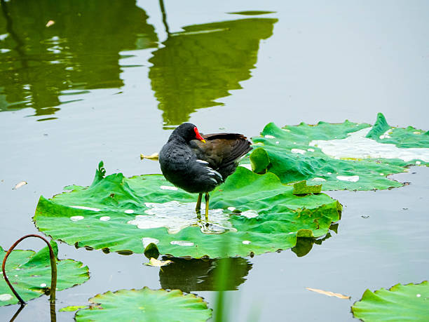 istock moorhen on a lily pad 2230433804