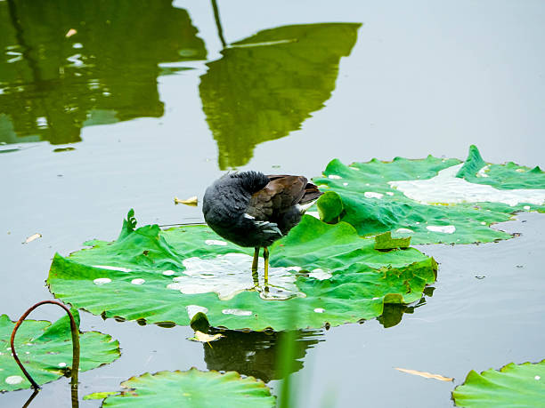 istock moorhen on a lily pad 2230433816