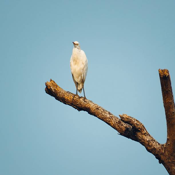 istock White cattle egret bird sitting on branch 2230433900