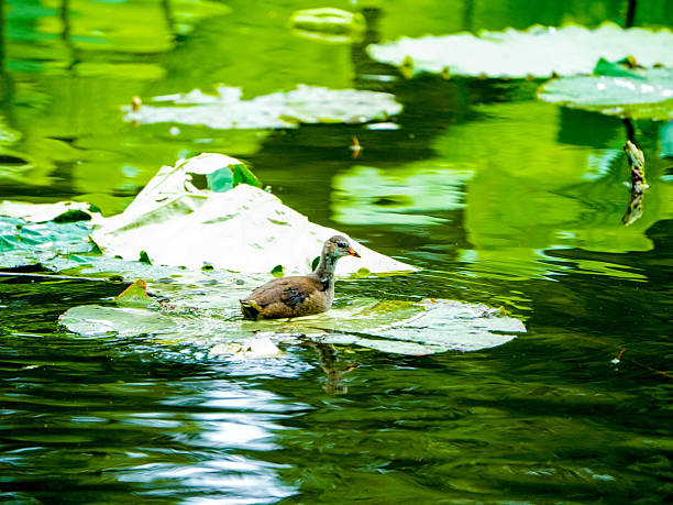chicks of the Common Moorhen