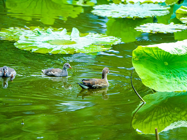 istock chicks of the Common Moorhen 2230433906