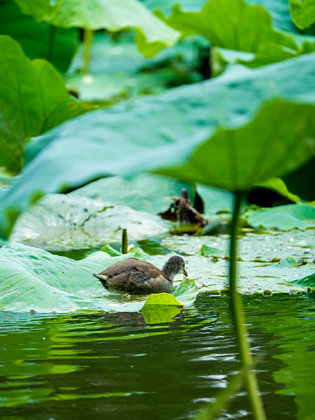 istock chicks of the Common Moorhen 2230433922