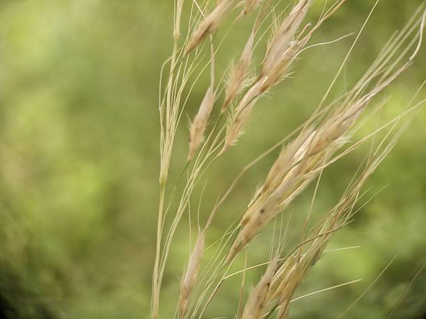 istock grass hair like structure with seeds 2230433950