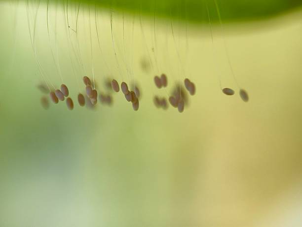 istock Eggs of a green lacewing 2230436276