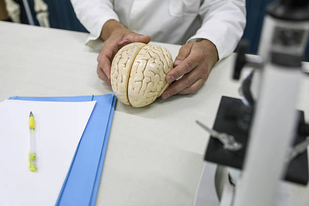 Senior University Professor And Doctor Wearing White Lab Coat Holding Human Brain Model In Hand And Pointing At It, Demonstrating Anatomy In Educational Or Medical Setting.