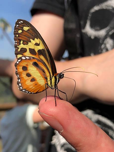 istock Colorful butterfly delicately perched on a person's hand 2230437330