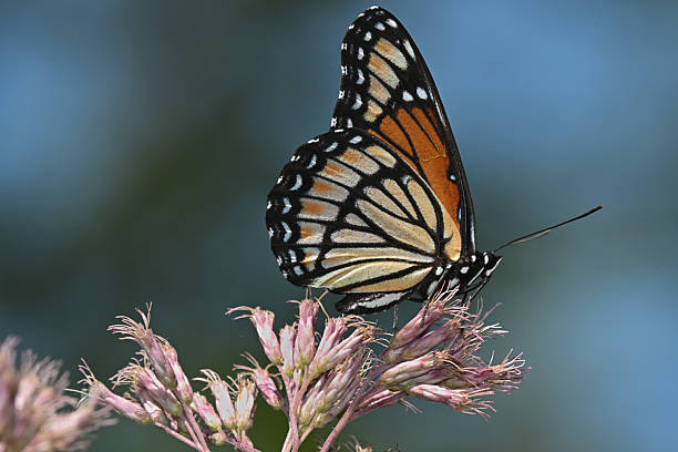 Monarch Butterfly standing on a twig