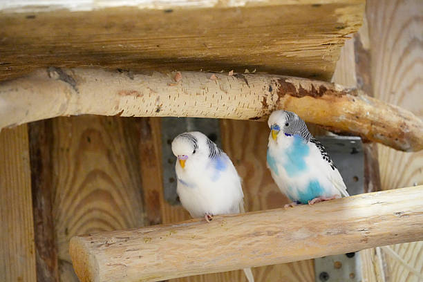 istock Pair wavy white parrots sitting on a wooden perch close up 2230438750