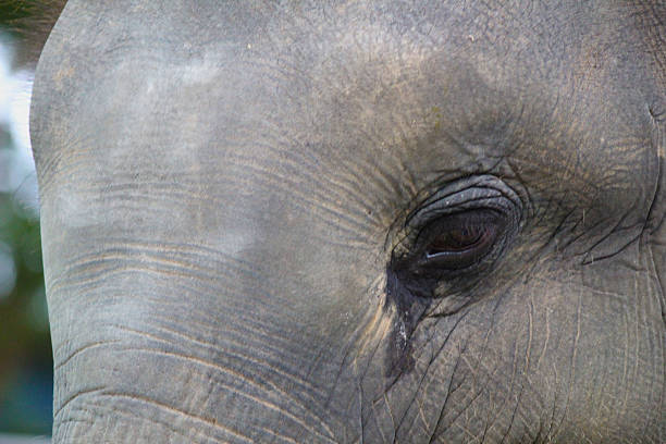 Asian elephants in their natural environment in Thailand. Captured in sanctuaries and wild settings, these images show the beauty, texture, and personality of one of Asia’s most iconic animals. Perfect for wildlife, conservation, travel, and editorial projects.