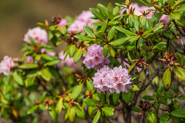 Yunnan, China - 16th June 2025 - Rhododendron ferrugineum flowers and plants outdoors