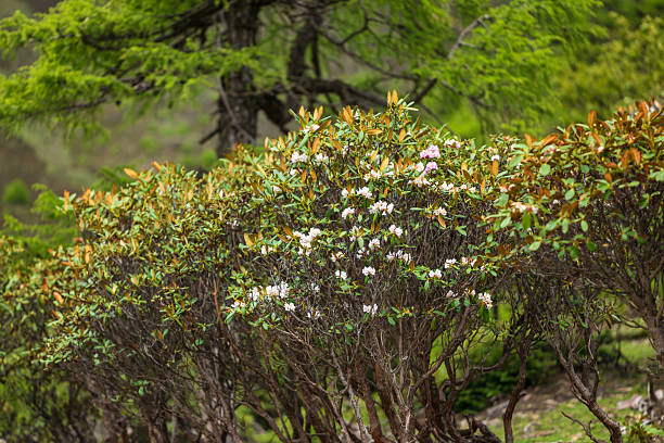 Yunnan, China - 16th June 2025 - Rhododendron ferrugineum flowers and plants outdoors