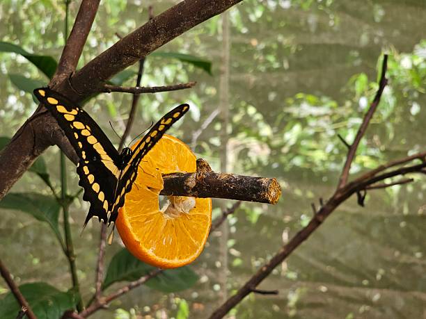 istock Giant Swallowtail butterfly feeding on orange 2230441247
