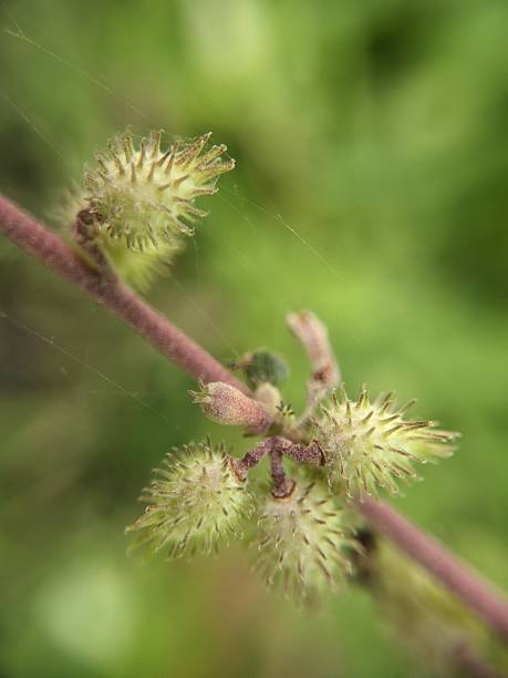 istock flower and seeds Burr Bush (Triumfetta rhomboidea) 2230441804