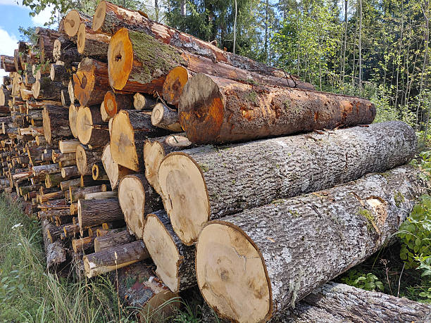 istock Pile of cut timber logs 2230441988