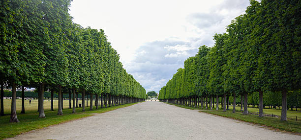istock Tree lined pathway perspective in Saint Germain France 2230442092