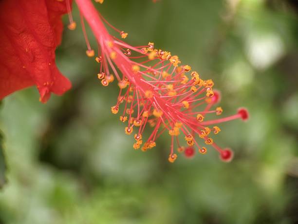Chinese rose, hibiscus or Hibiscus Rosa-Sinensis Variegata with red flower in the garden