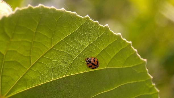 istock ladybird beetle, Cheilomenes sexmaculata 2230442874
