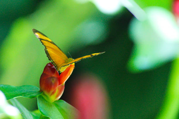 A Julia butterfly (Dryas iulia) delicately perched on a vibrant red tropical flower, with soft green foliage in the background. This macro shot highlights the intricate textures and vivid colors of this beautiful insect in its natural environment. Ideal for themes related to nature, pollination, biodiversity, and tropical ecosystems.