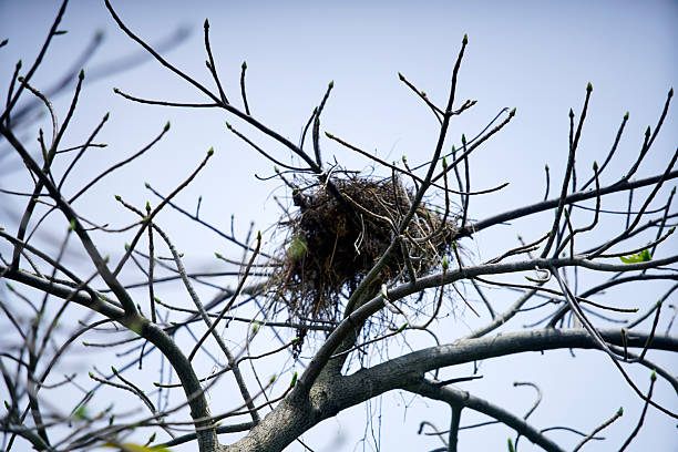 A nest rests on thin branches of a bare tree against a clear blue sky. This tranquil scene captures the essence of nature, showcasing wildlife and the beauty of organic structures in spring.