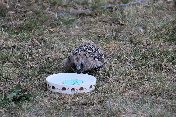 istock A close up of a Hedgehog 2230444017