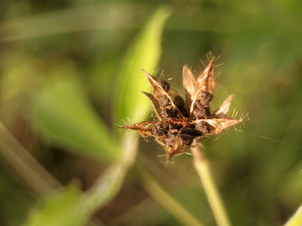 istock Herbal seeds of wild plant 2230446043