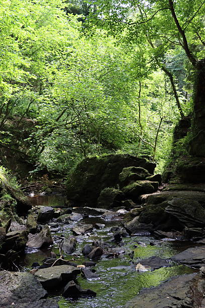 View along a woodland river