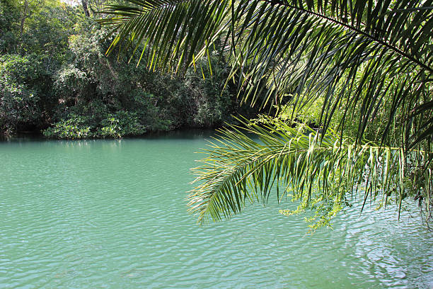 Panama Canal leading through dense forest areas lush foliage tropical trees red riverbanks along shoreline.