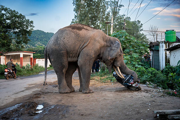 A wild elephant with an injured leg pushes over a scooter on a street  near  Narengi Army Camp in Guwahati, India on August 14, 2025.