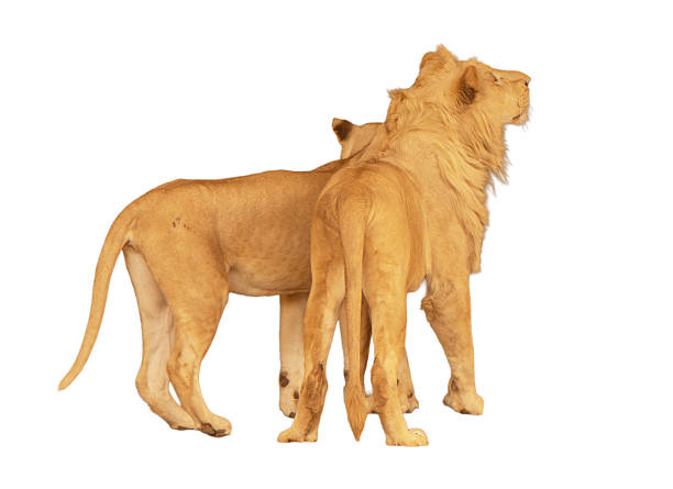 istock Lion and Lioness 2230448843