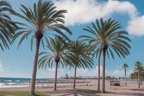 istock Palm Trees on Malaga Beach, Costa del Sol, Spain 2230449300