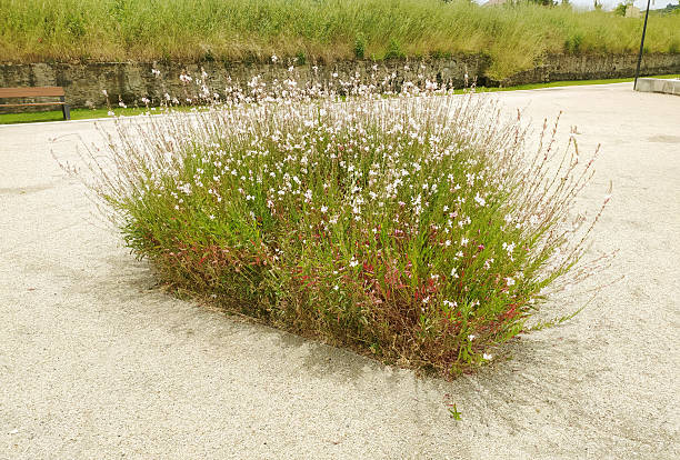 Lush wildflower bush, delicate white blossoms bursting forth. Symbolizes growth, resilience. Ideal for nature, gardening, or springtime themes. Inspiring hope and renewal.