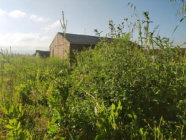 Rustic brick building, overgrown with vibrant green vegetation under a bright sky. Evokes rural simplicity, natures resilience, and hidden spaces.