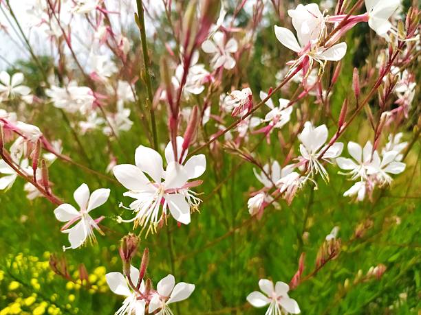 Delicate white flowers with crimson stems create a whimsical and ethereal scene. Represents purity, beauty, and fragility. Ideal for nature, spring, or wedding themes.
