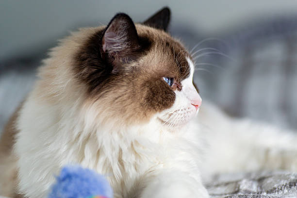 istock Ragdoll kitten lying on bed with striped plaid 2230450142