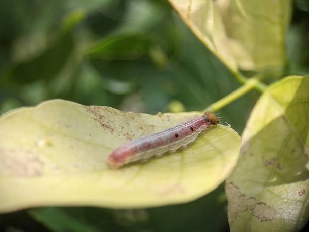 istock Hasora chromus butterfly larva caterpillar 2230450191