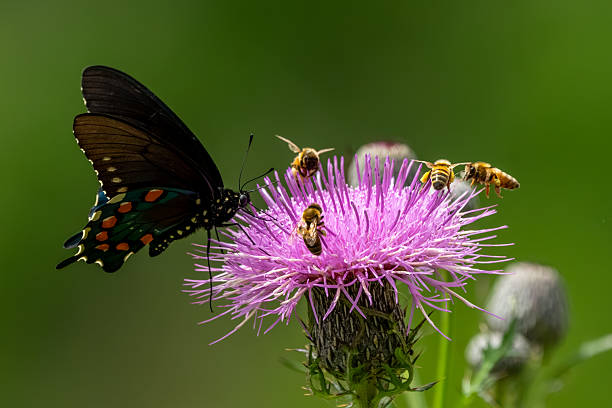 A pipevine butterfly feeding on a purple thistle flower