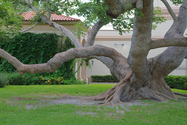 Tree,Nature,Close-Up,Root,Plant,Garden,No People,Growth,Environment,Green Colour,Leaf,Forest,Botany,Land,Tree Trunk,Springtime,Branch - Plant Part,Soil,Season,Summer,Gardening,Brown,Agriculture,Old