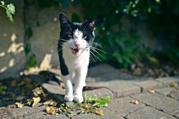 Funny tuxedo cat sitting outdoors and meow to the camera.