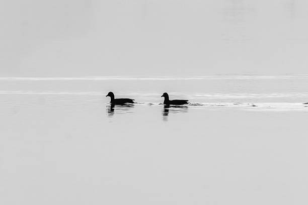 istock Mallards swimming in the lake at dawn 2230455172